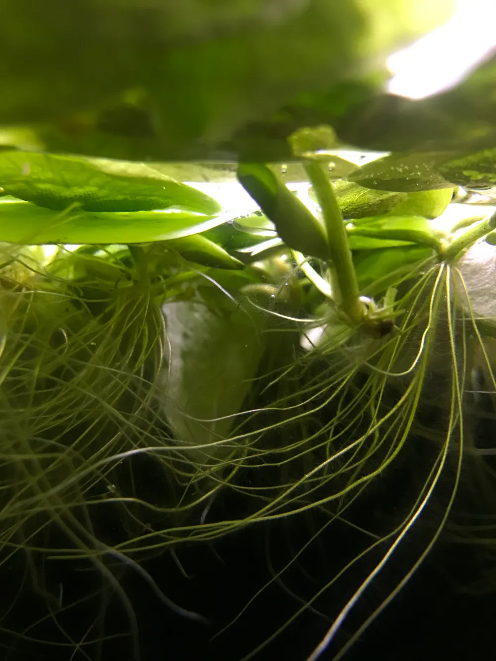 Limnobium laevigatum