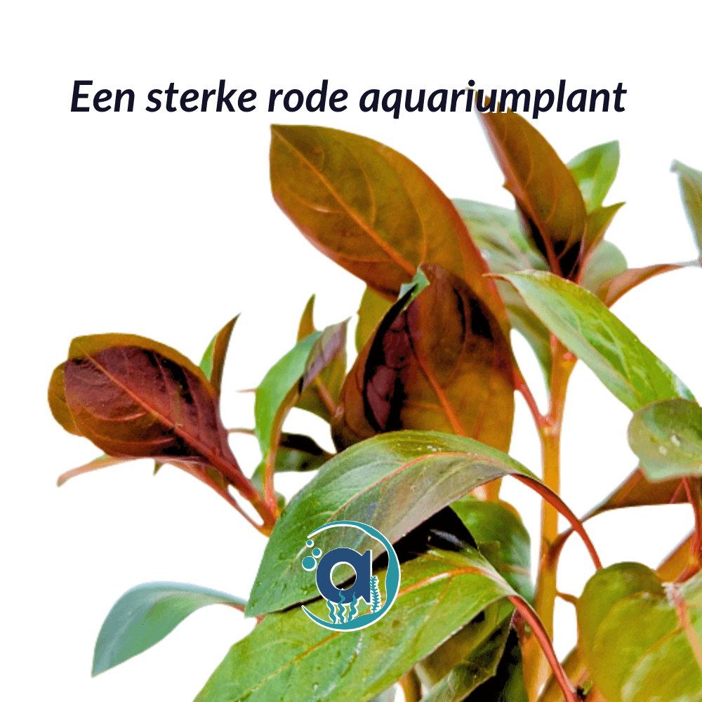 Ludwigia Repens Diamond Red