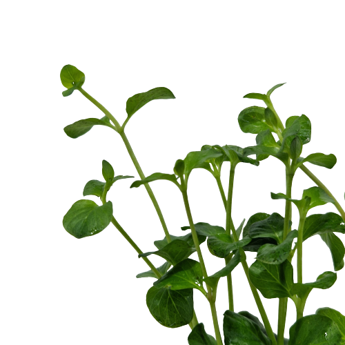 Lysimachia Nummularia