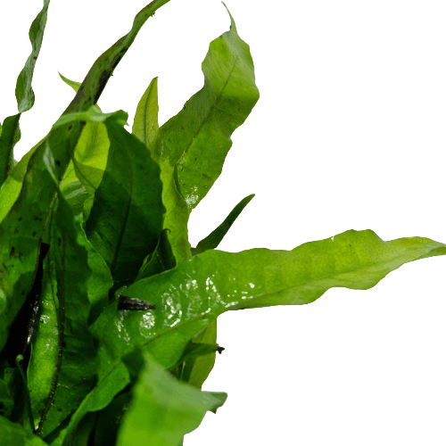 Microsorum Pteropus Java Fern Mother Plant