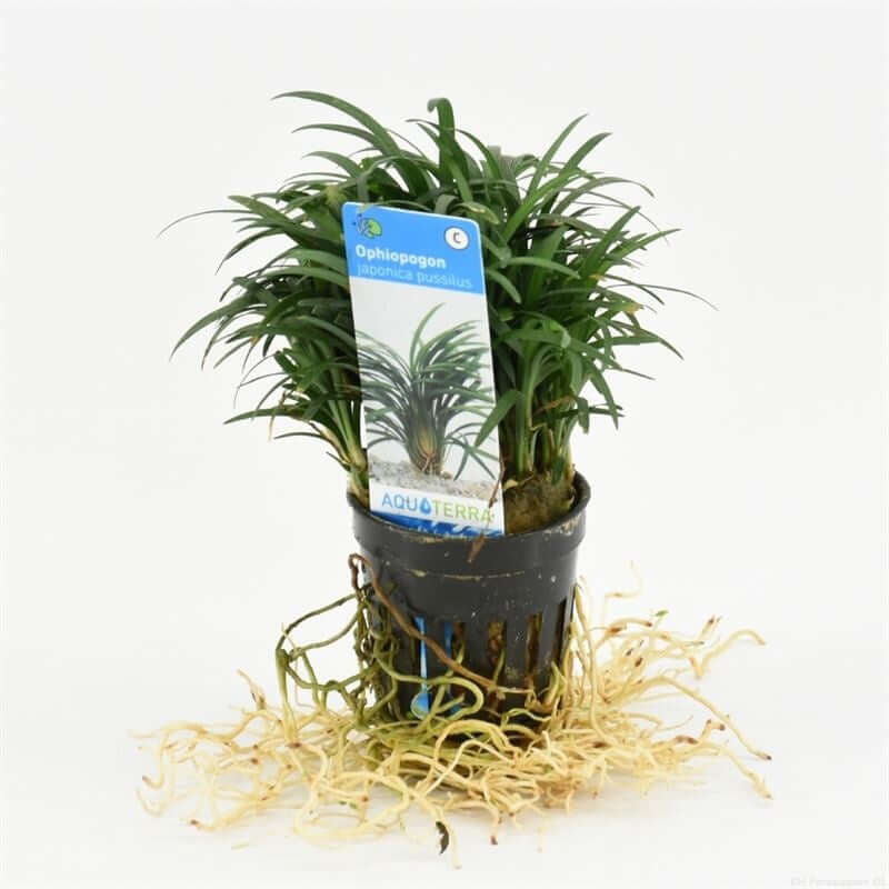 Ophiopogon Japonica Pussilus