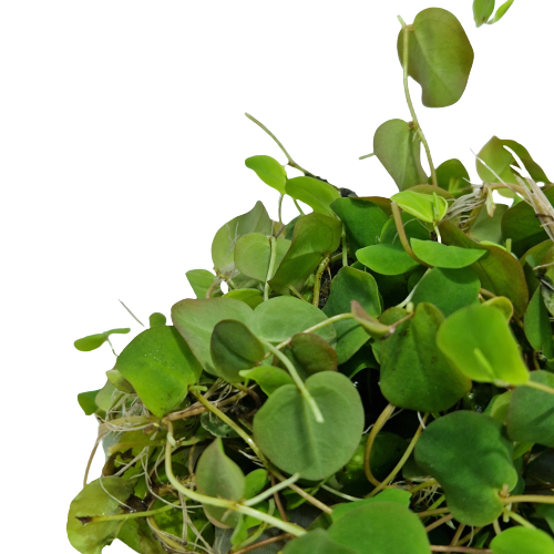 Phyllanthus fluitans