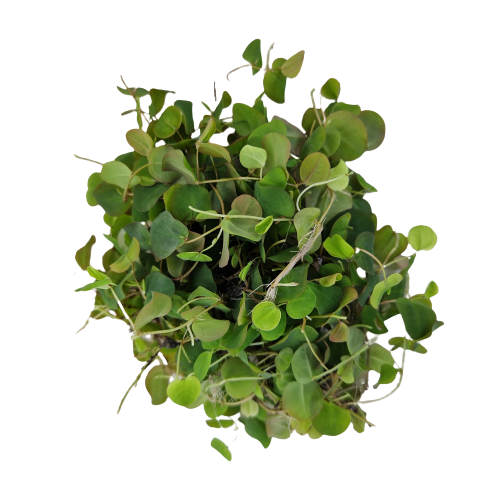 Phyllanthus fluitans