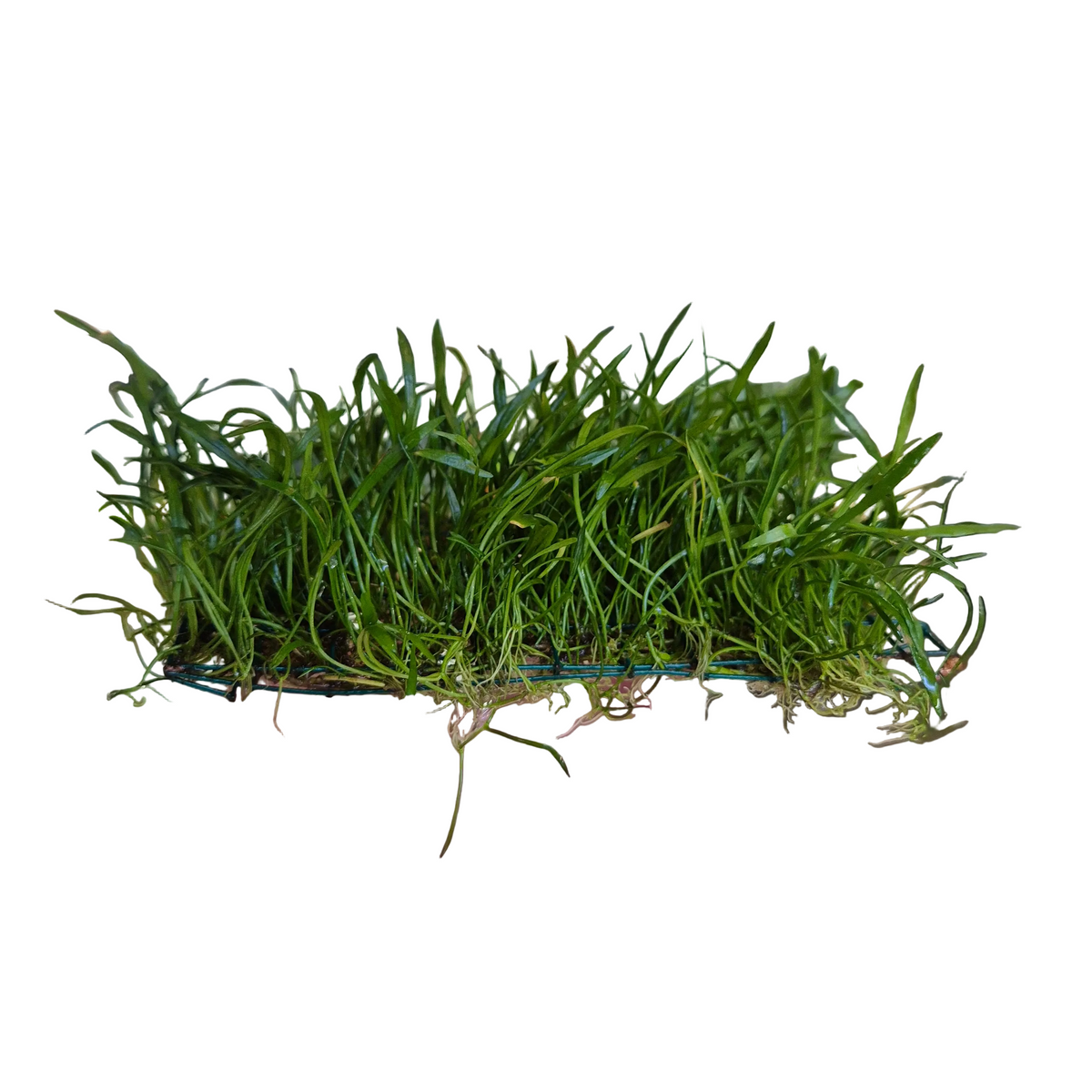 Planten matje