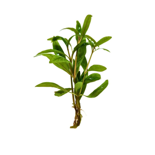 Hygrophila Polysperma