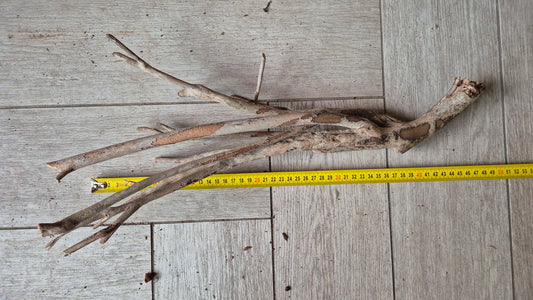 Talawa hout T3
