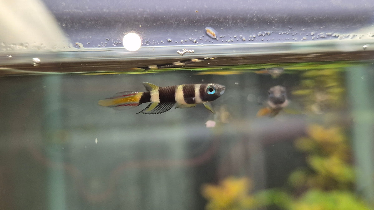Epiplaty annulatus
