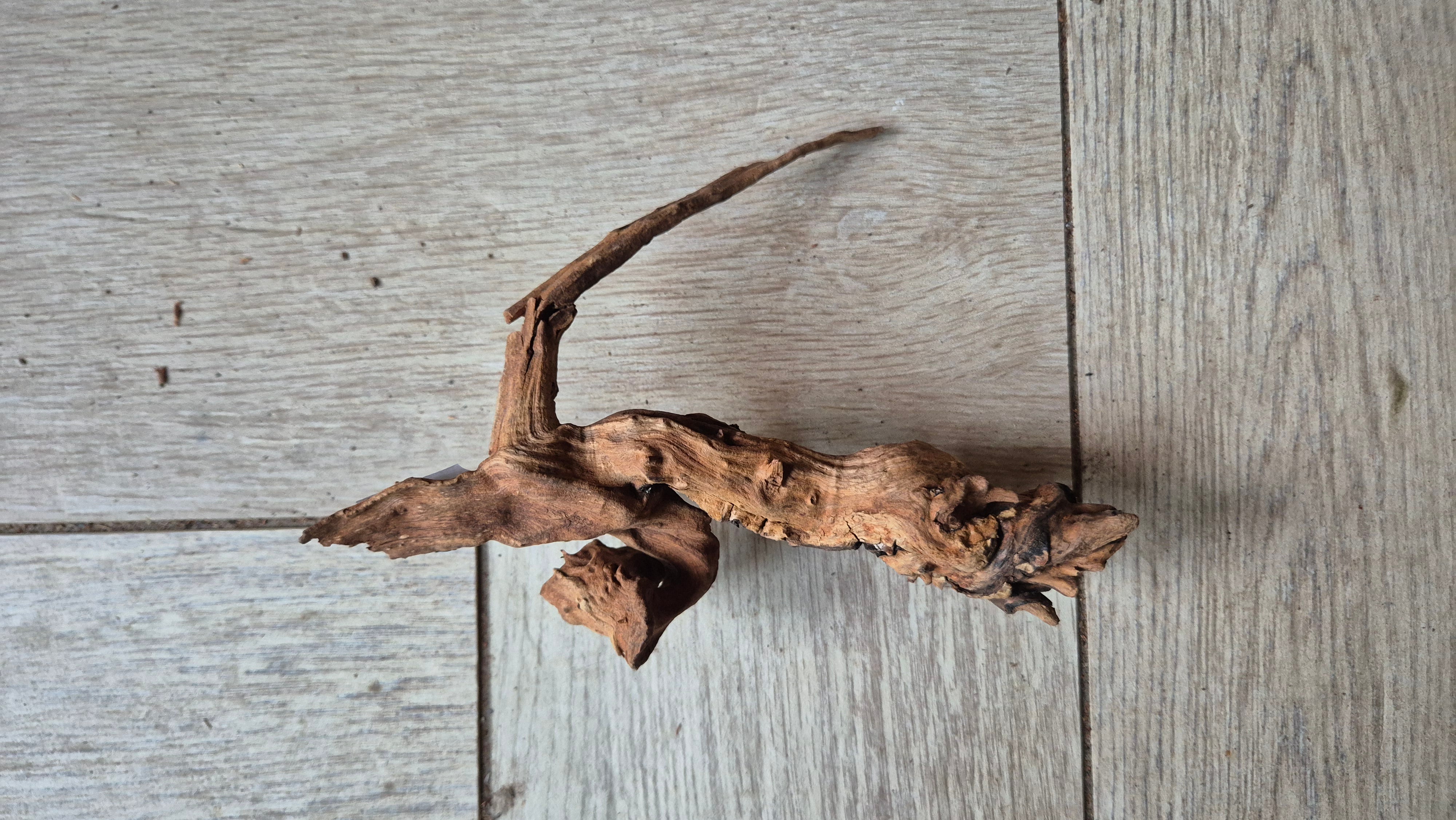 Spiderwood dark SP19