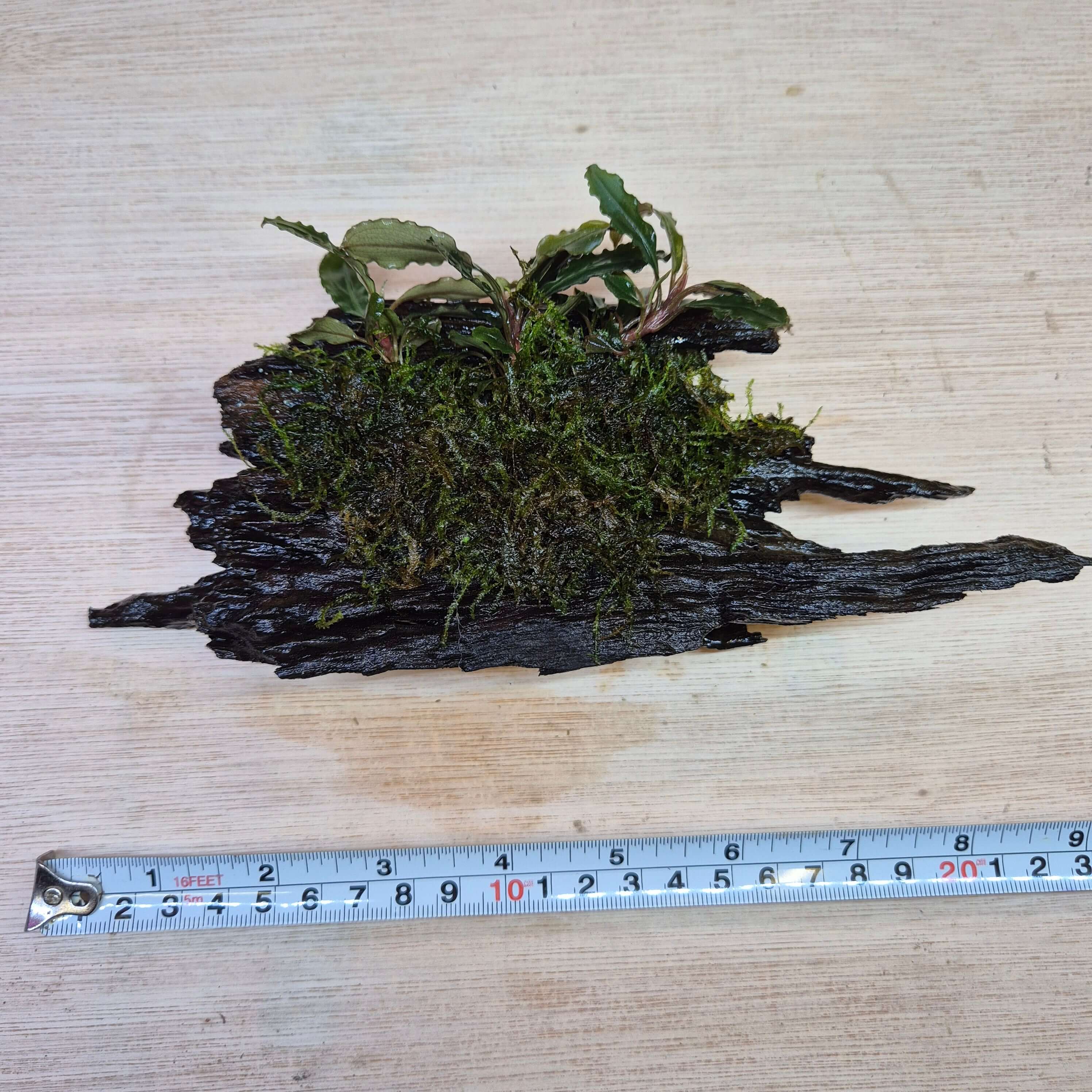 Bucephalandra Blue Green op kienhout Luxe