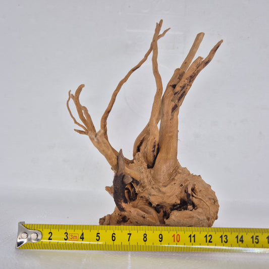 Spiderwood red SP20