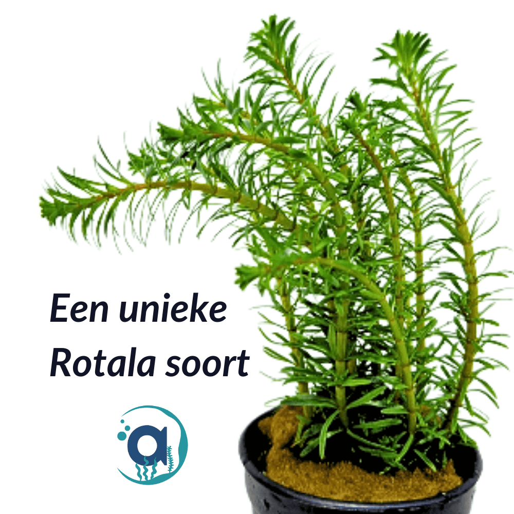 Rotala Walichii
