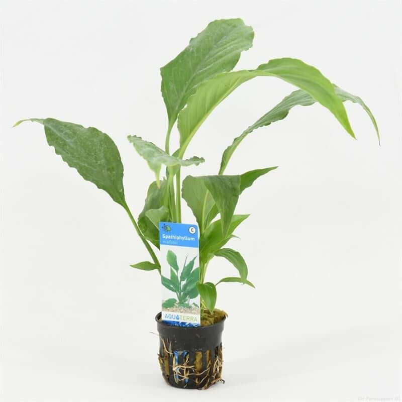 Spathiphyllum Wallisii