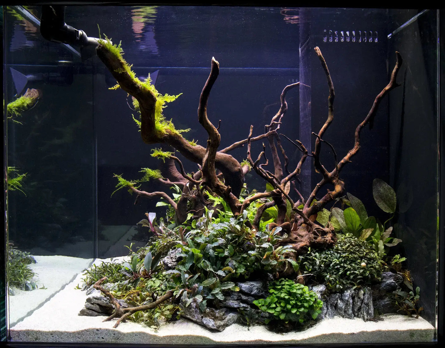 Spiderwood dark SP15