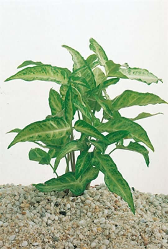 Syngonium White Butterfly