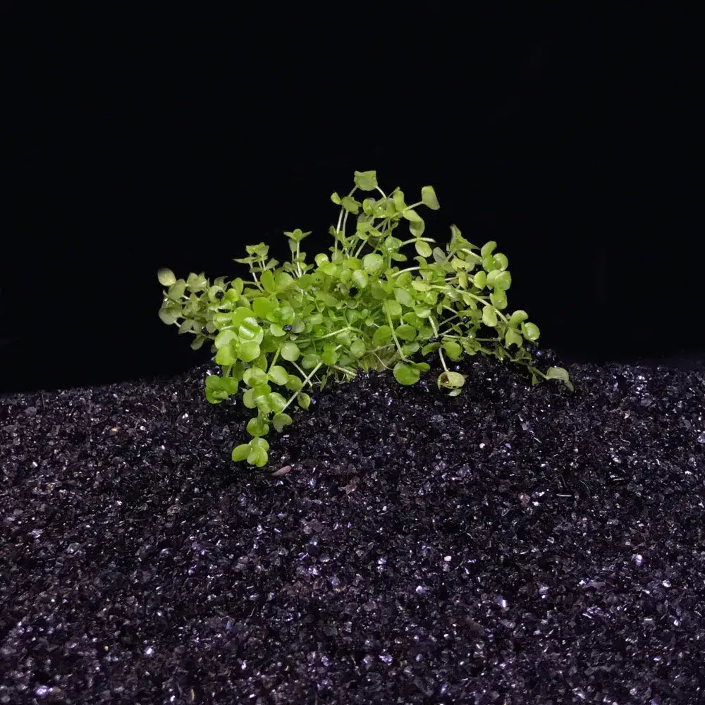 Micranthemum Umbrosum