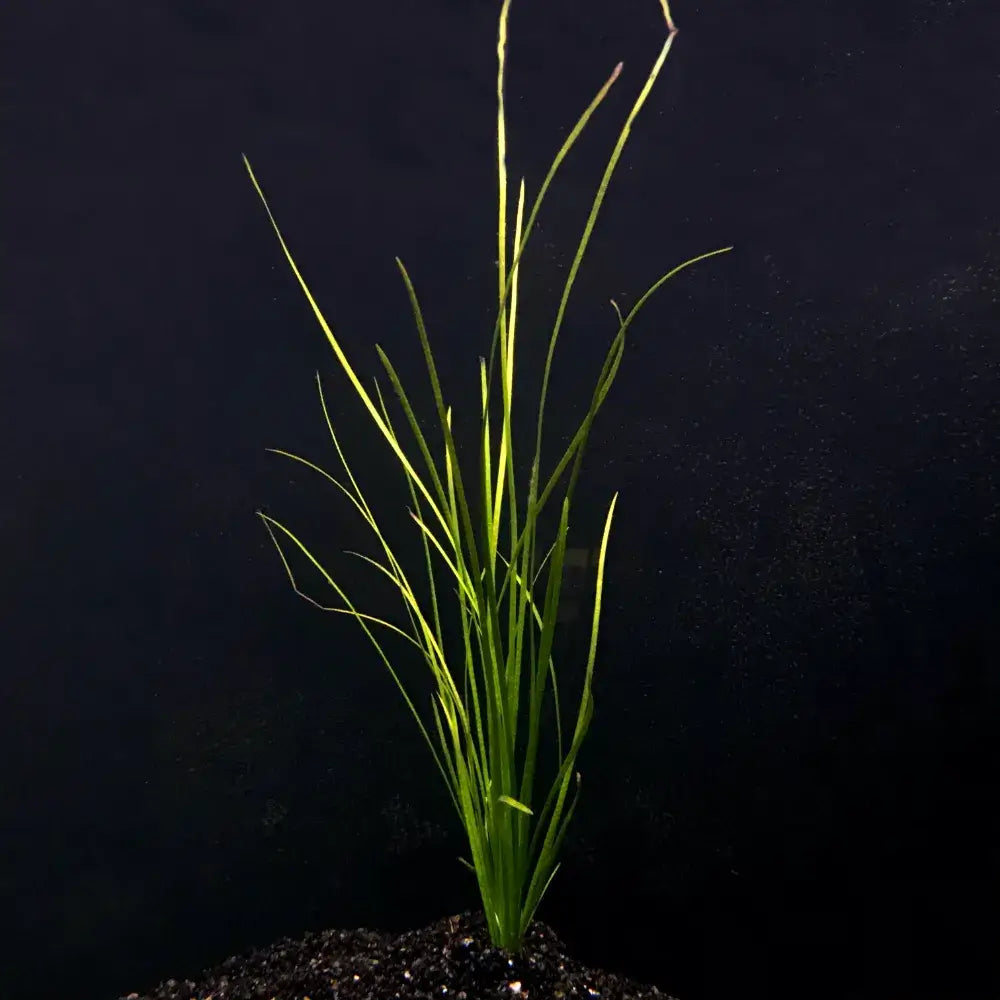 Vallisneria Americana 'Natans'