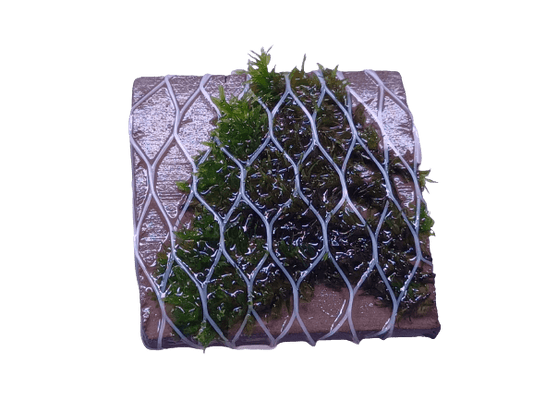 Hoe moet je aquariumplanten vast lijmen/maken op hout of steen?