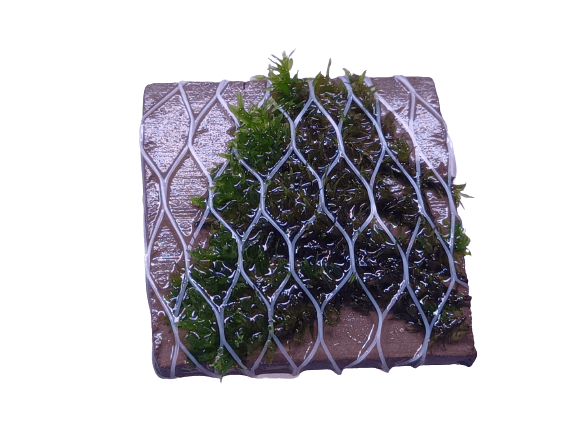 Hoe moet je aquariumplanten vast lijmen/maken op hout of steen?