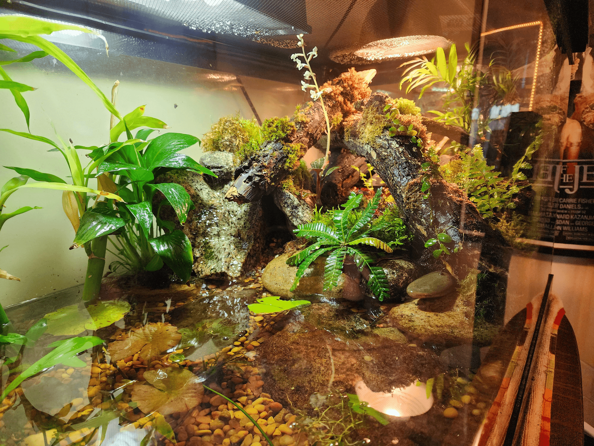 Hoe maak je jouw paludarium planten een succes?