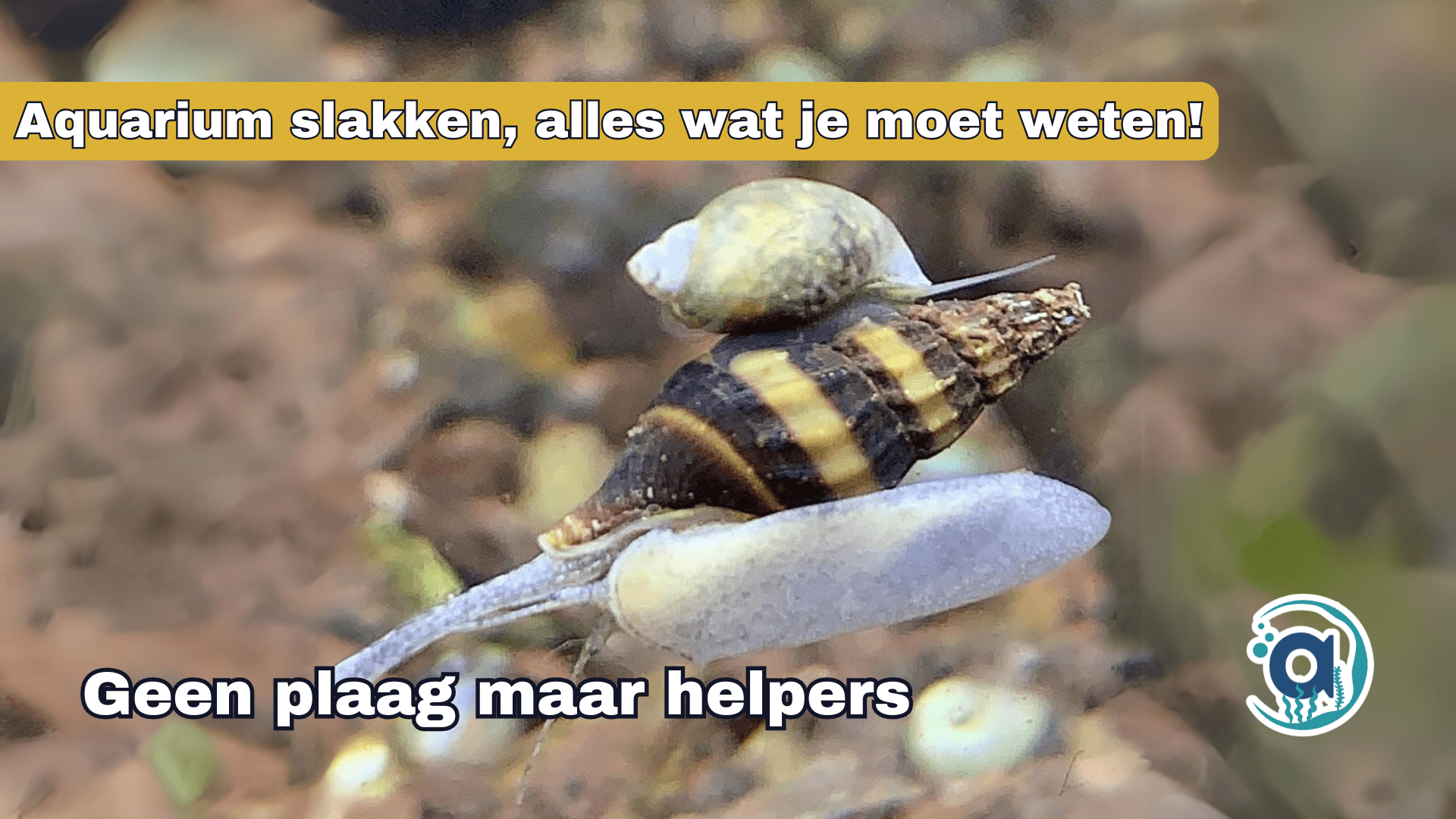 Aquarium slakken, alles wat je moet weten!