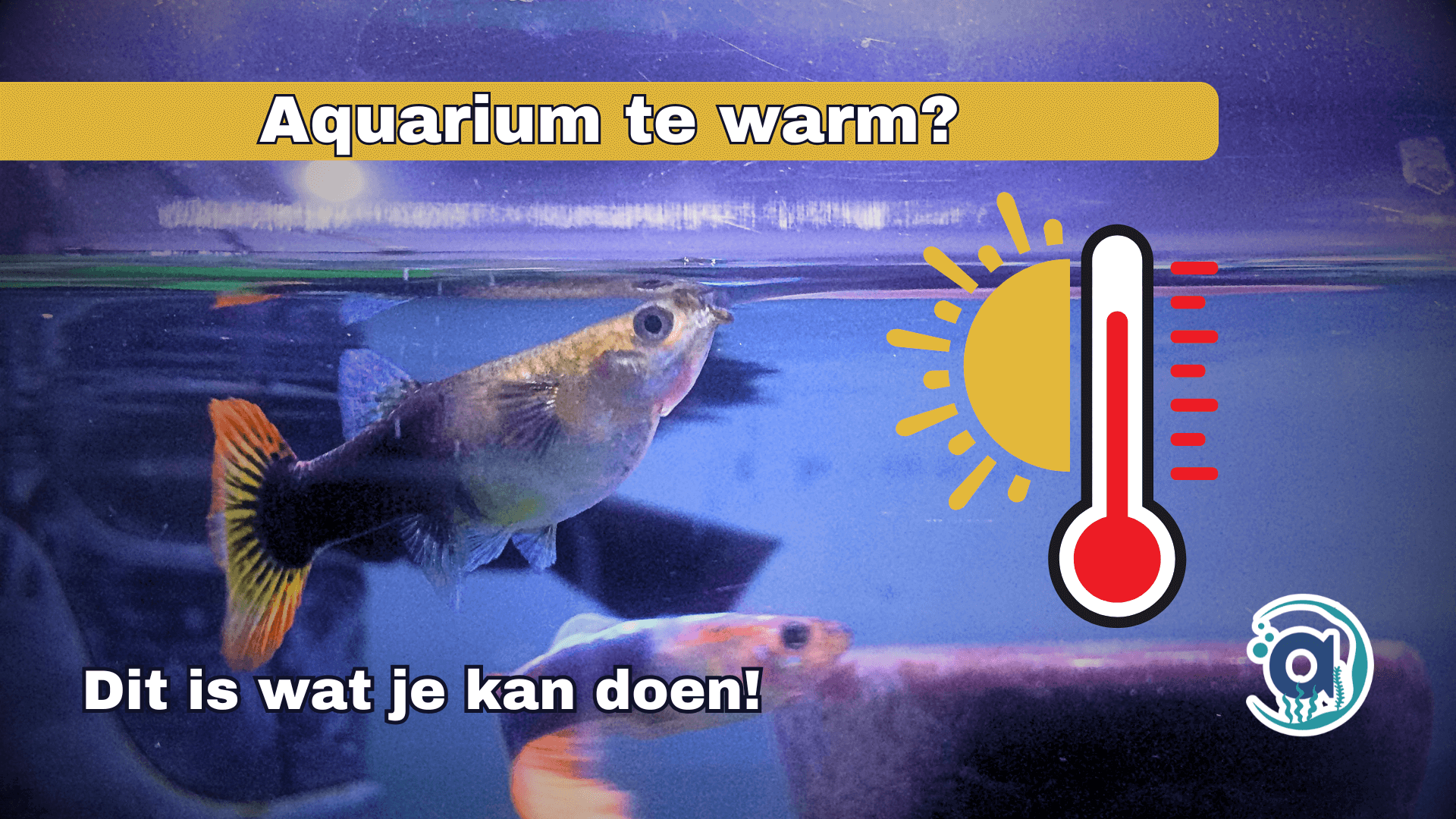 aquarium temperatuur te warm