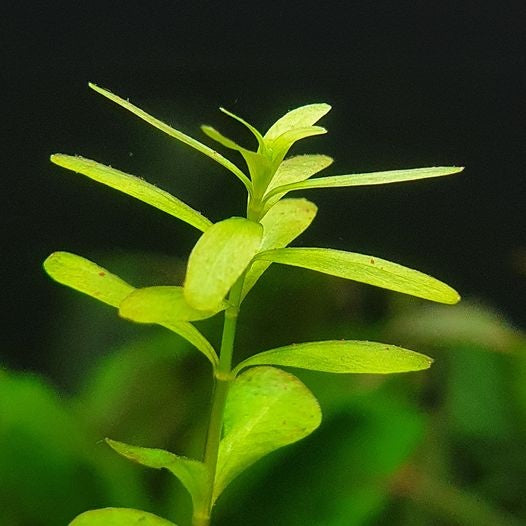 Optimaliseer Plantengroei in Uw Aquarium: 6 manieren voor meer CO2!