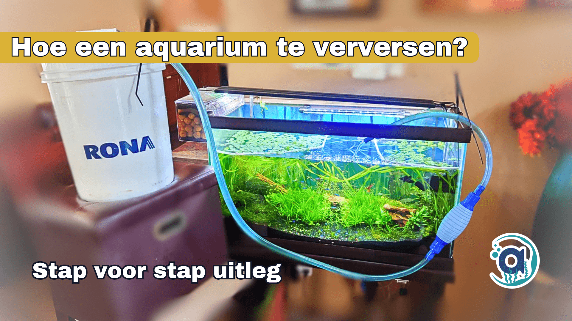 Hoe moet je een aquarium verversen? Stap voor stap