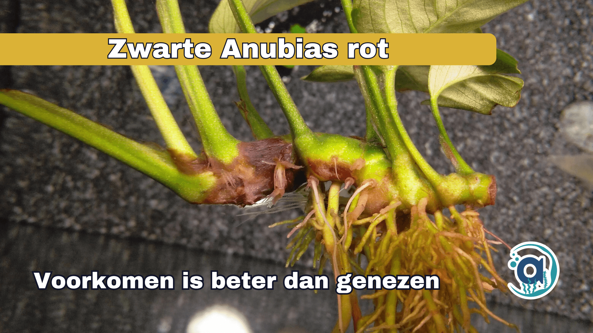 Zwarte anubias aan het rotten met tekst er overheen hoe je het moet bestrijden.
