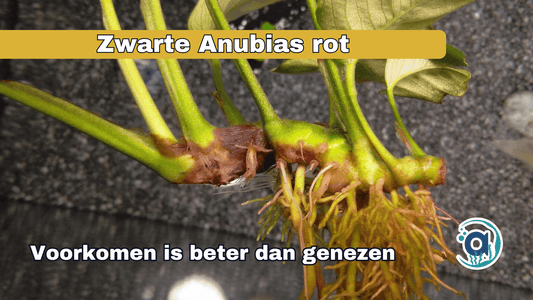 Zwarte anubias aan het rotten met tekst er overheen hoe je het moet bestrijden.
