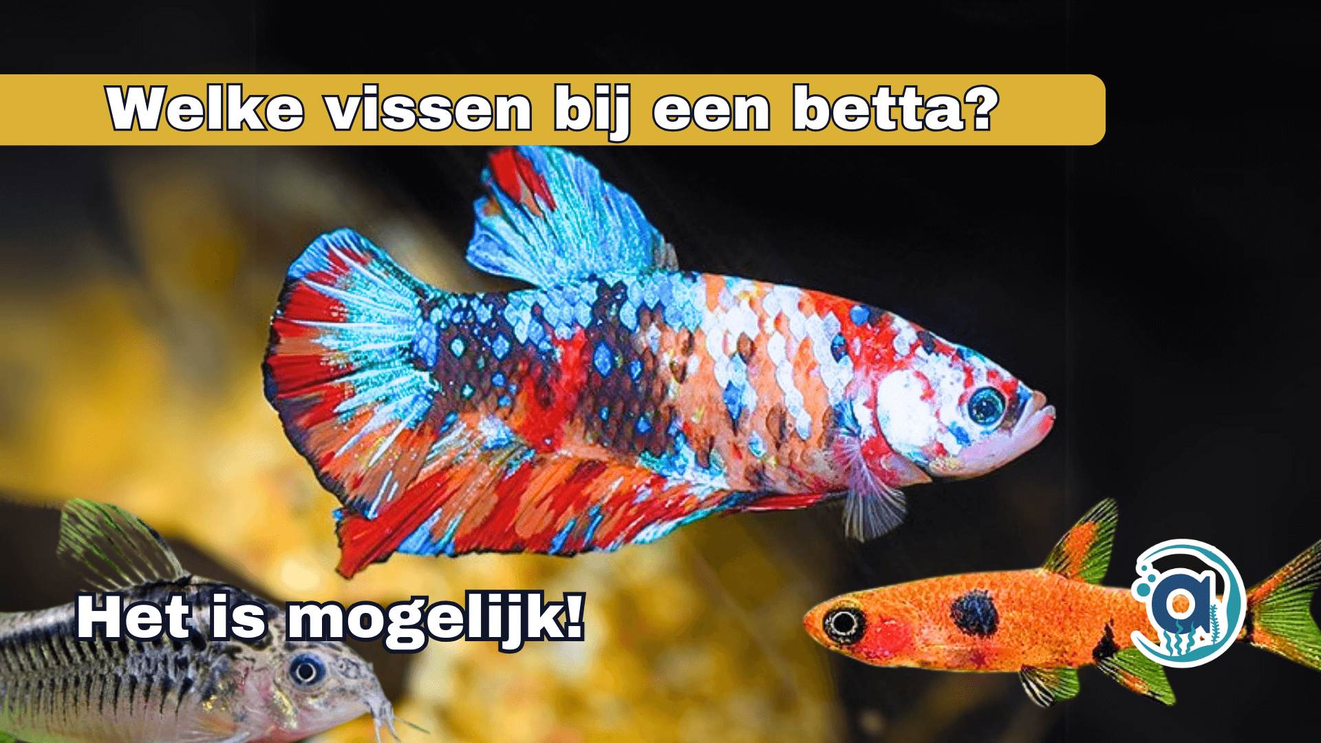 Welke vissen kunnen bij een betta