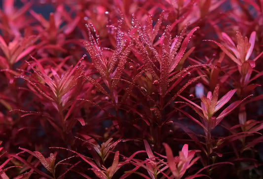 Rode aquariumplanten: Een gids naar succes!