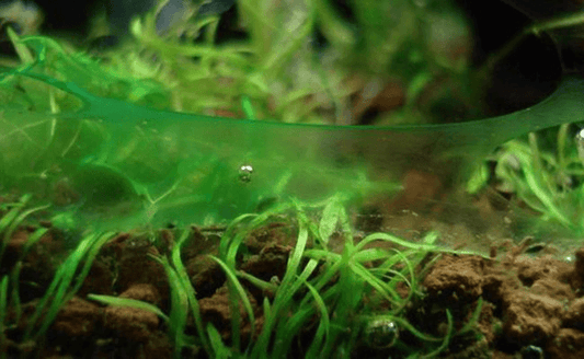Blauwe algen in je aquarium. dit moet je weten!