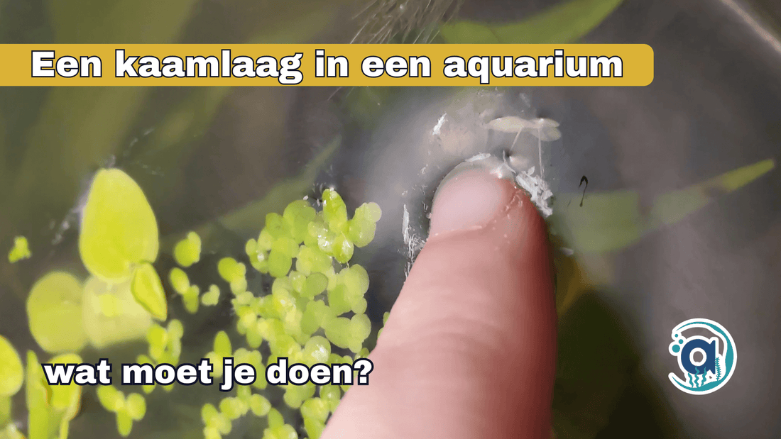 witte vet Kaam laag Aquarium