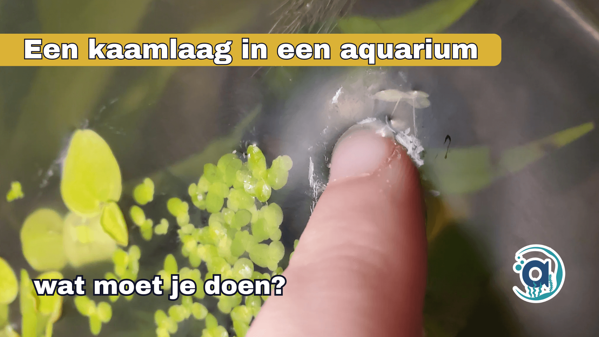 witte vet Kaam laag Aquarium
