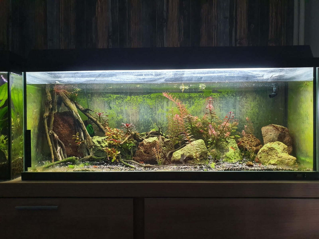10 Slimme Tips om Algen in Uw Aquarium te Bestrijden!