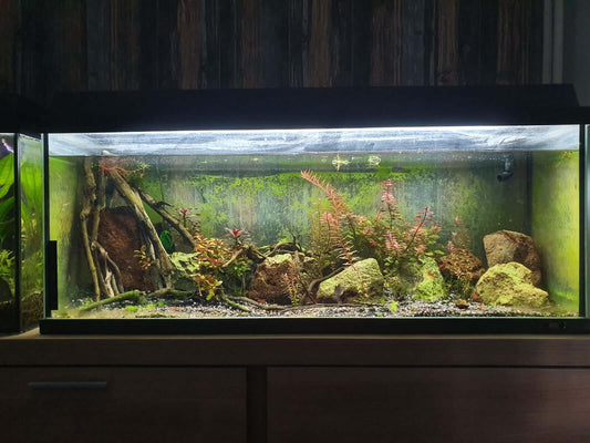 10 Slimme Tips om Algen in Uw Aquarium te Bestrijden!