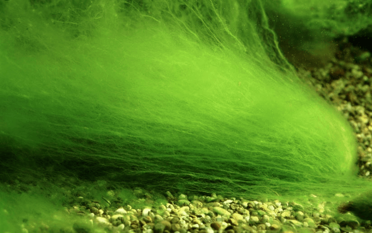 Thread algae, what is it? And how do you combat it? – Aquania