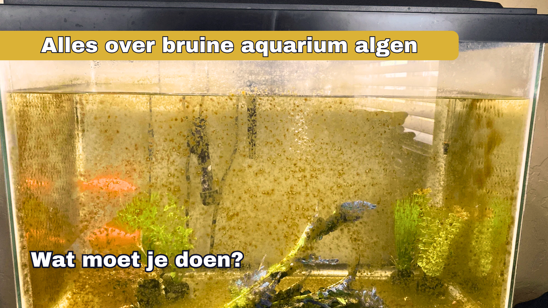 Alles wat je moet weten over bruine aquarium algen