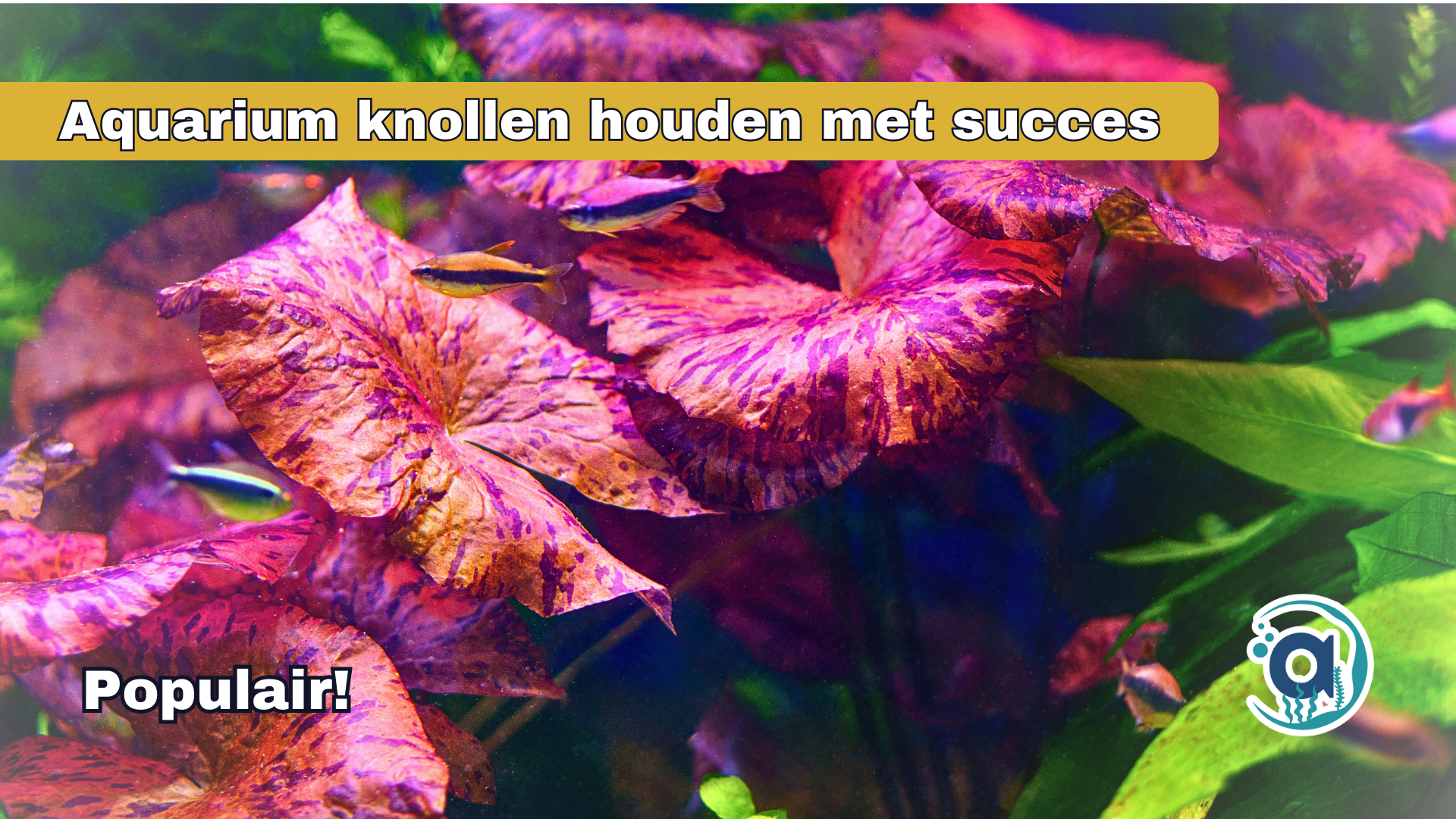 Aquarium knollen houden met succes