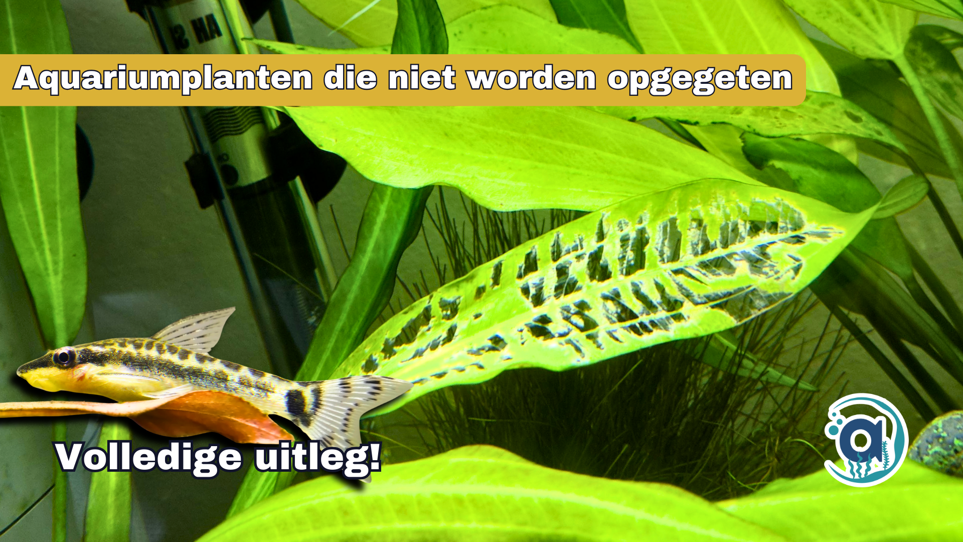 Welke aquariumplanten worden niet opgegeten door vissen?