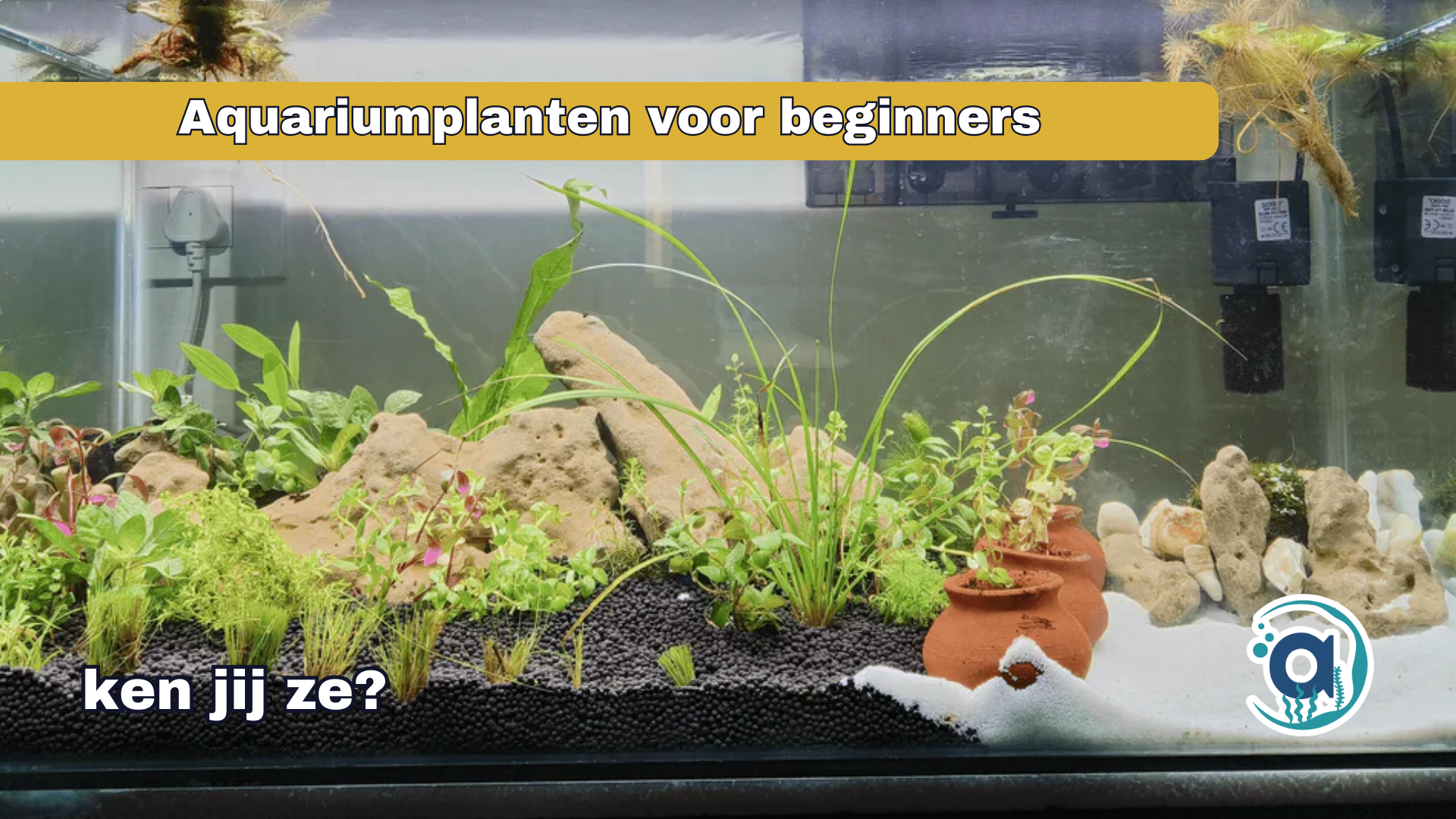Aquariumplanten voor beginners, ken jij ze?