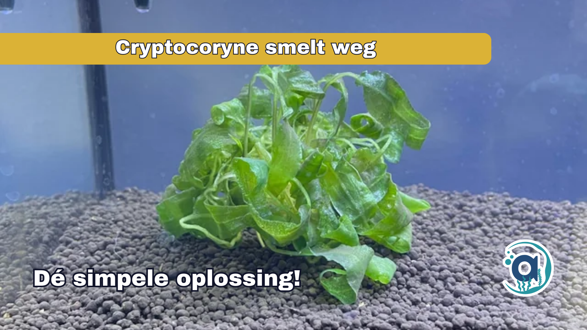 Cryptocoryne smelt weg