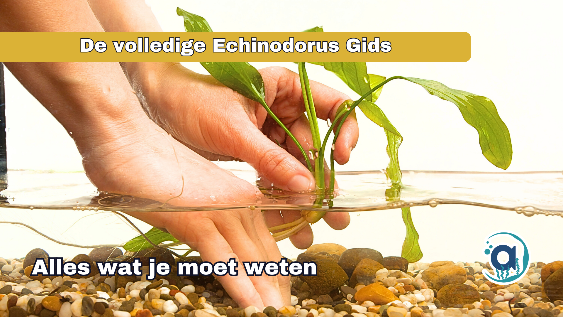 Echinodorus planten, alles wat je moet weten!
