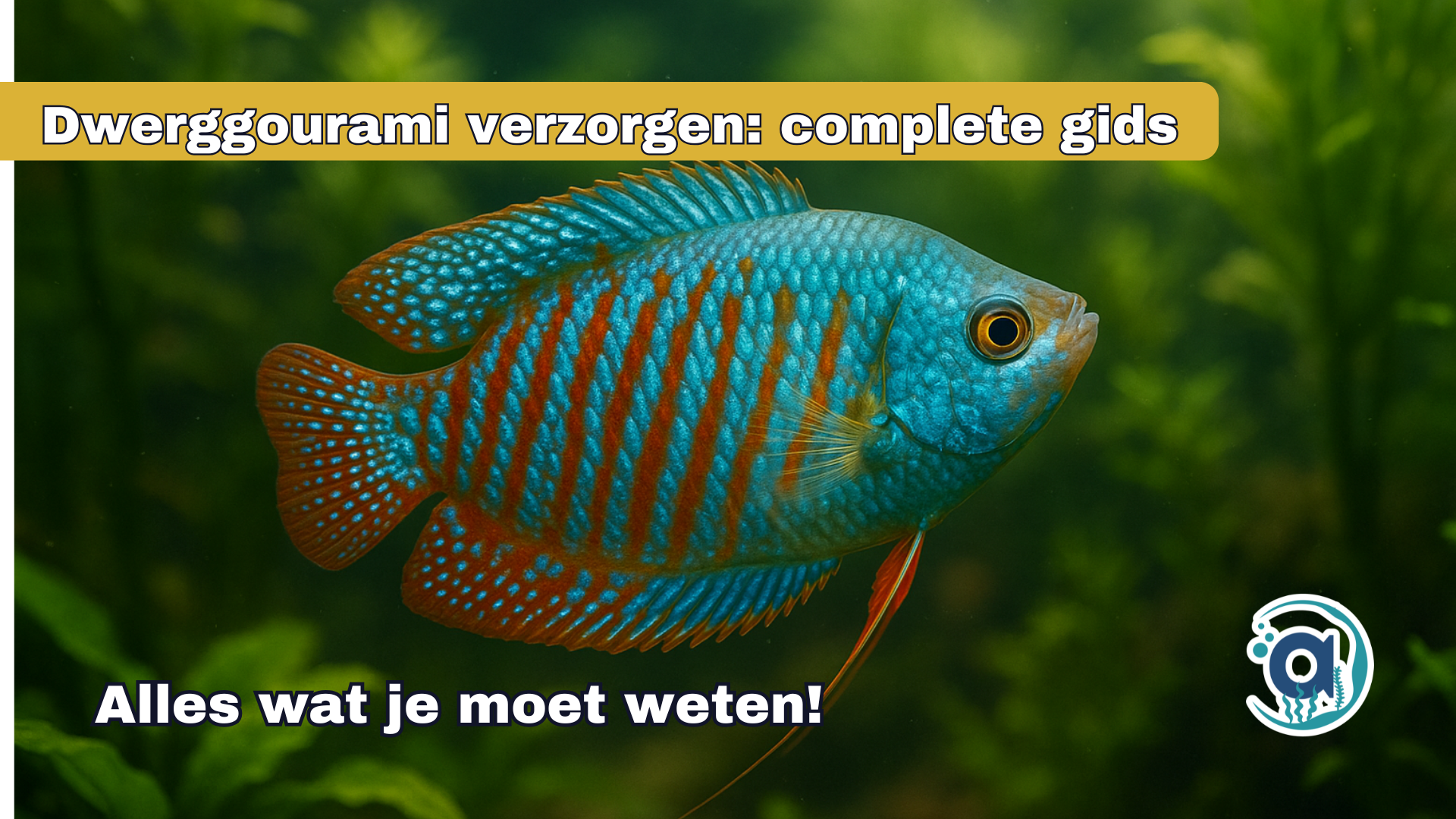 Dwerggourami verzorgen: complete gids