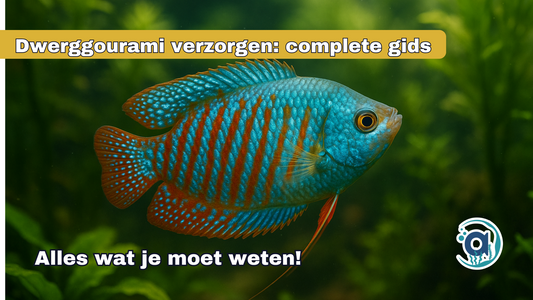 Dwerggourami verzorgen: complete gids