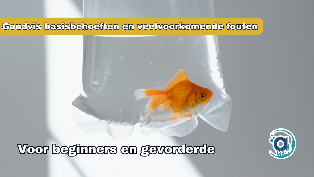 Goudvis: Basisbehoeften en veelvoorkomende fouten voor beginners.