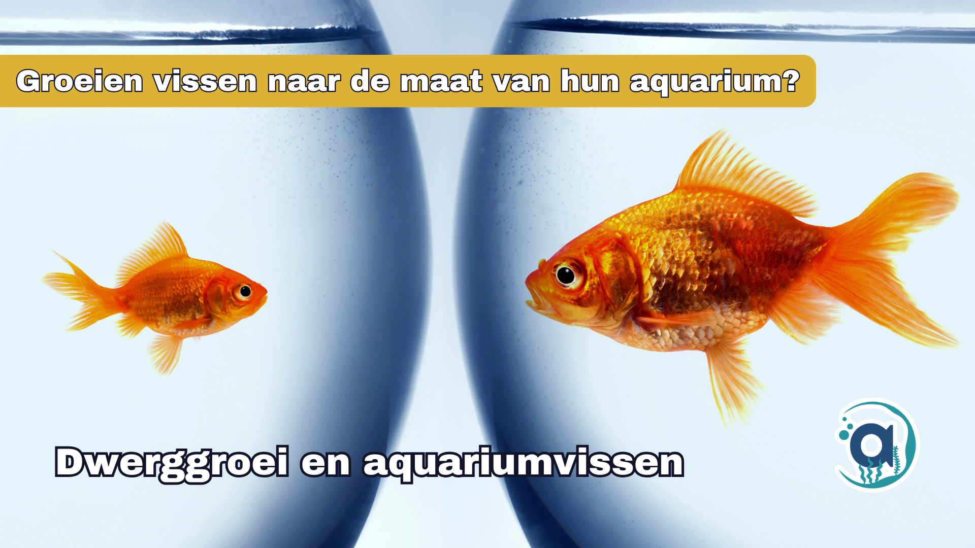 Groeien vissen naar de maat van hun aquarium?
