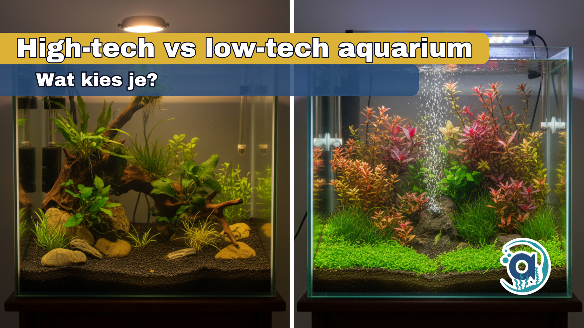 High-tech vs low-tech aquarium