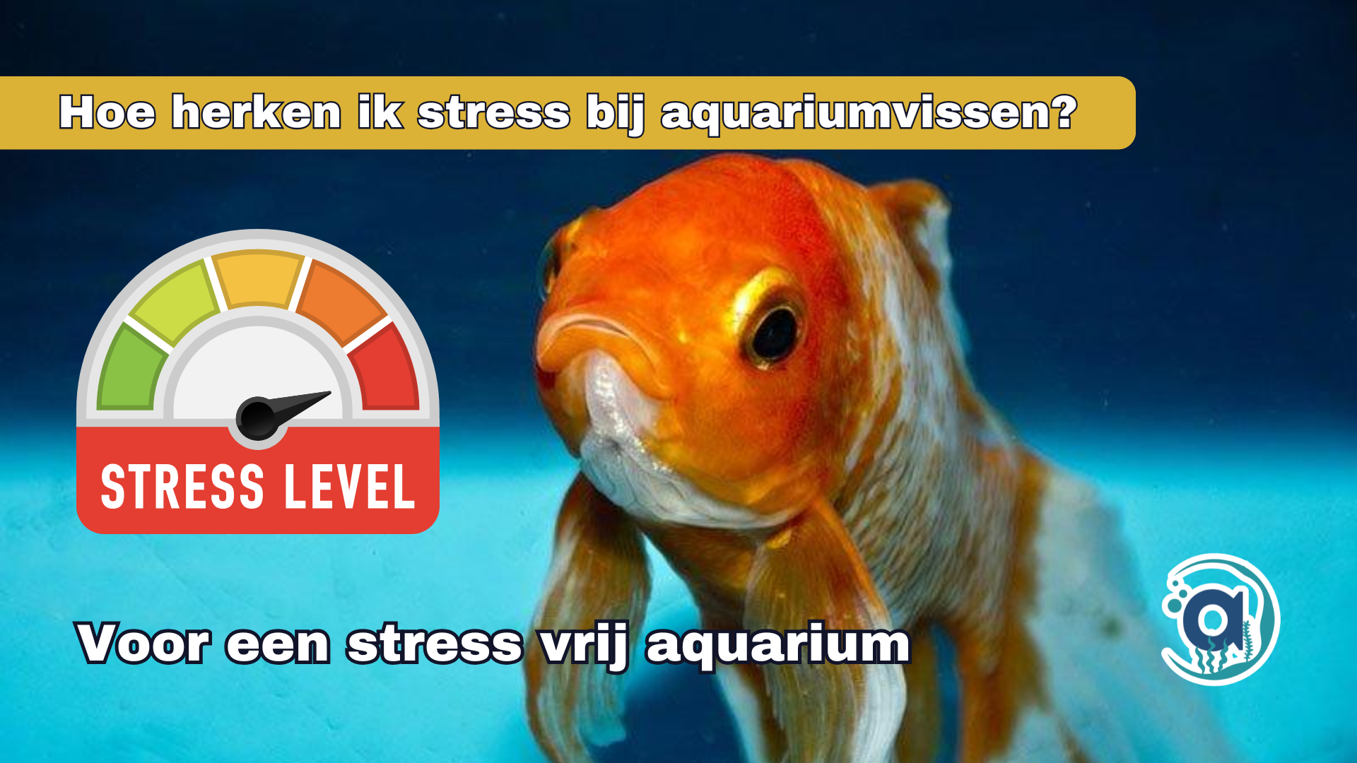 Hoe herken je stress bij aquariumvissen?