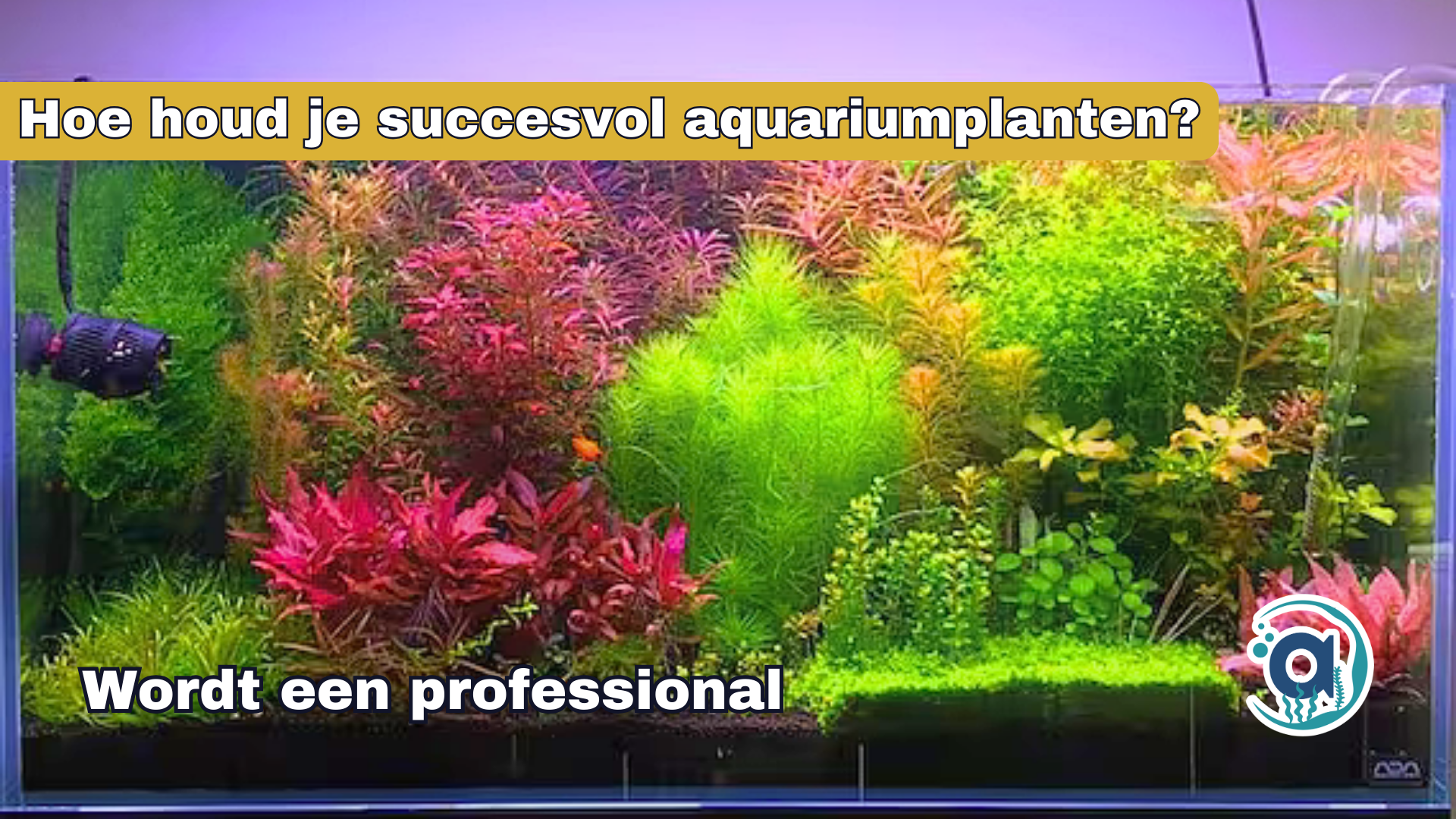 Hoe houd je succesvol aquariumplanten?